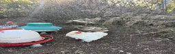 Chickens poultry for sale: Mixed Quad of Bantam Chickens - Advert 2