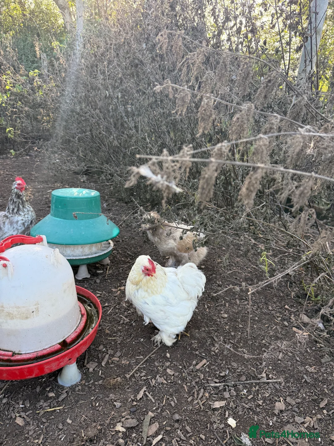 Chickens poultry for sale: Mixed Quad of Bantam Chickens - Advert 2