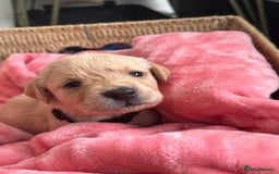 Goldador dogs for sale: Beautiful litter off 11 goldador puppies  - Image 9