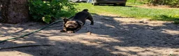 French Bulldog dogs for sale: Adult fluffy Frenchies for sale  in Wakefield - Advert 23