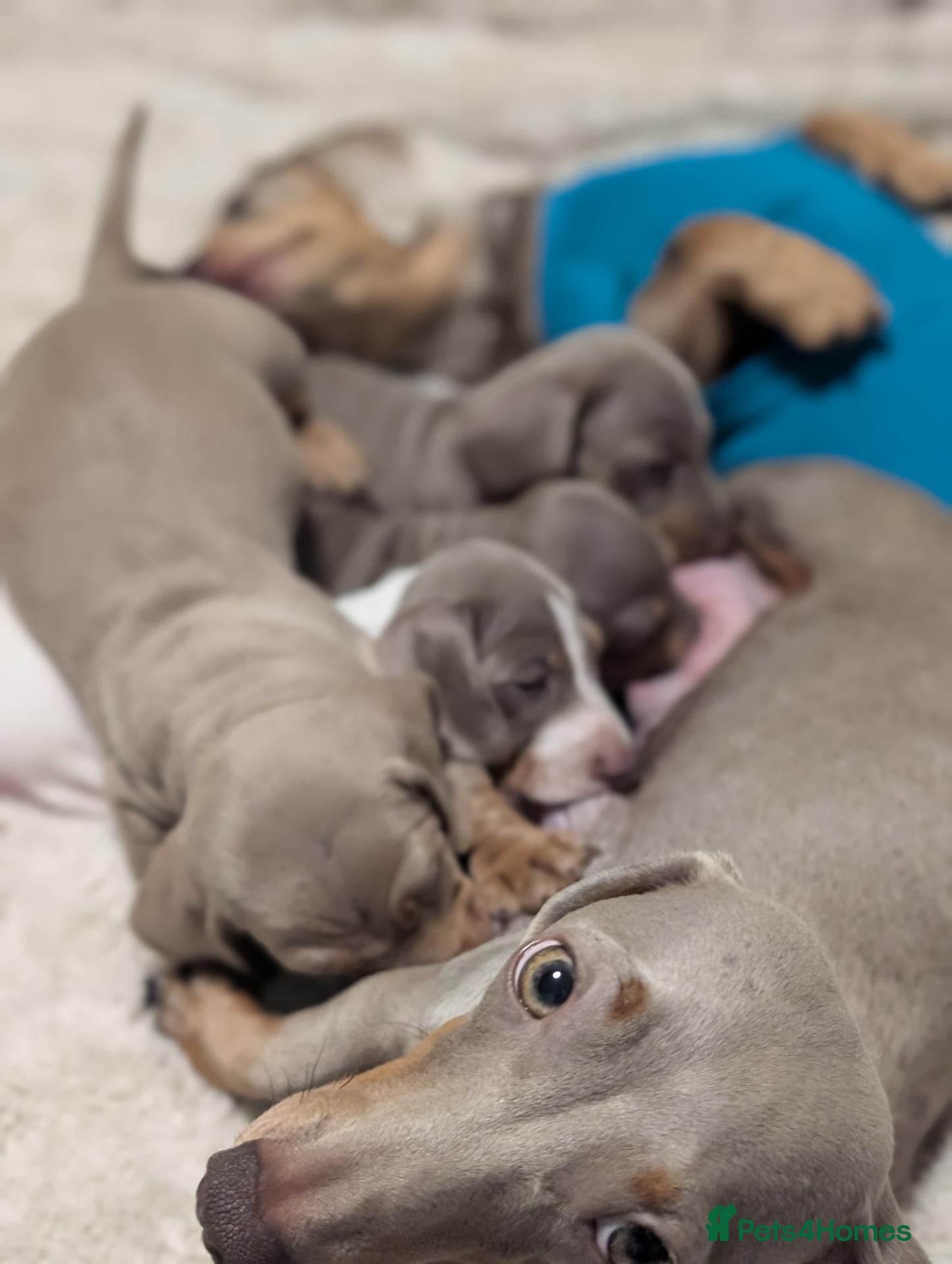 Miniature Dachshund dogs Gorgeous Purebred Miniature Dachshund Puppies - Advert 2