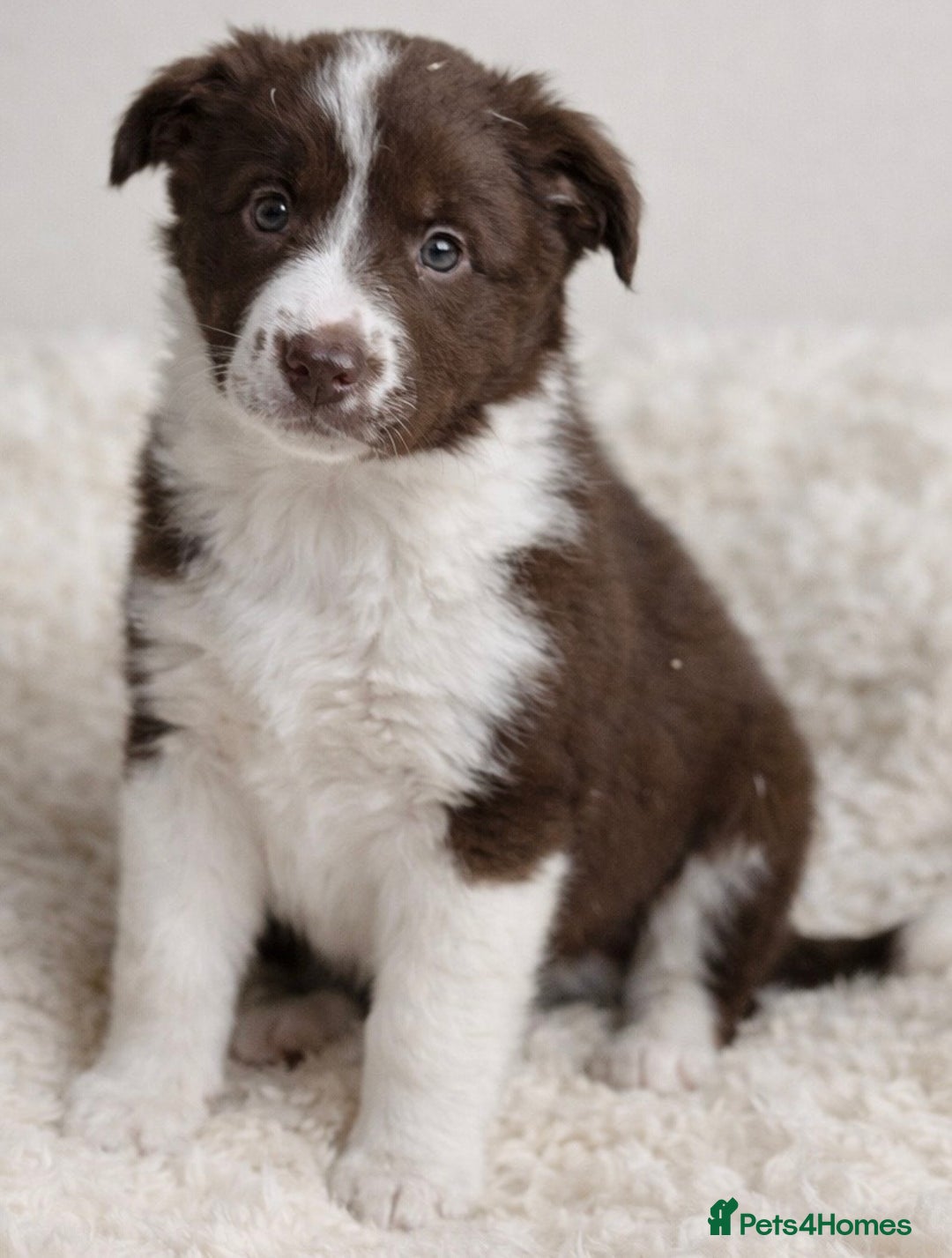 Border Collie dogs for sale: Beautiful KC rough coated border collie puppies  - Advert 4