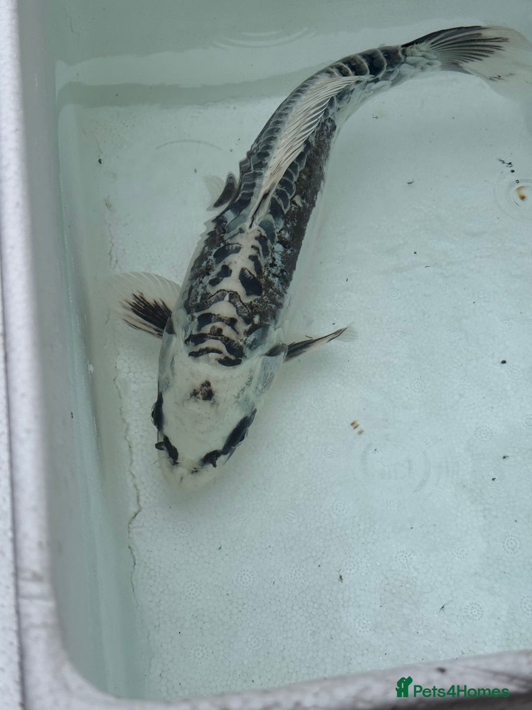 Koi Carp fish for sale: 3 Koi Carps with Blagdon Affinity Corner Grand - Advert 3