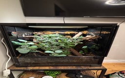 Gecko reptiles for sale: Crested Geko full set up Habistat enclosure - Image 1