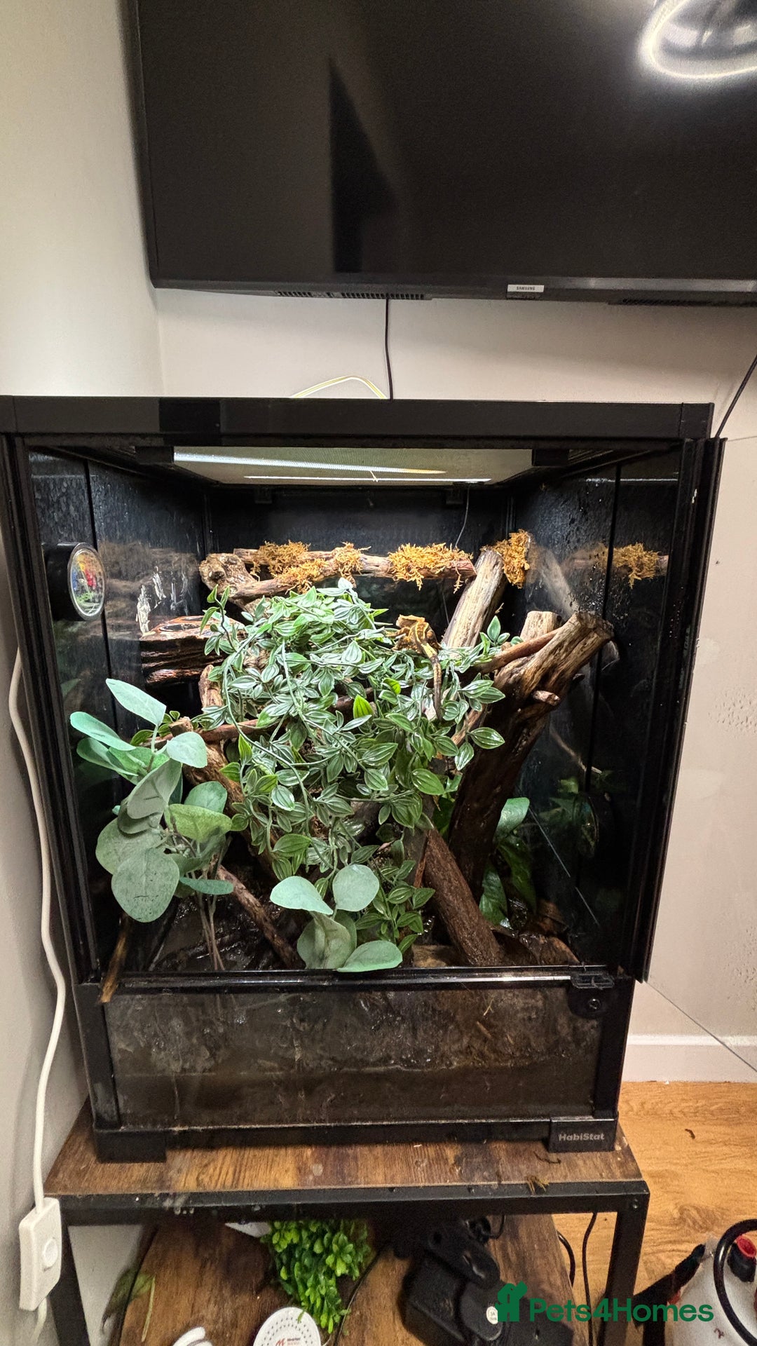 Gecko reptiles for sale: Crested Geko full set up Habistat enclosure - Image 1