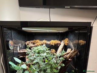 Gecko reptiles - Advert 3