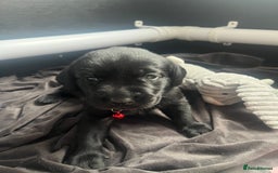 Labrador Retriever dogs for sale: Top Pedigree Labrador retriever puppies - Image 3