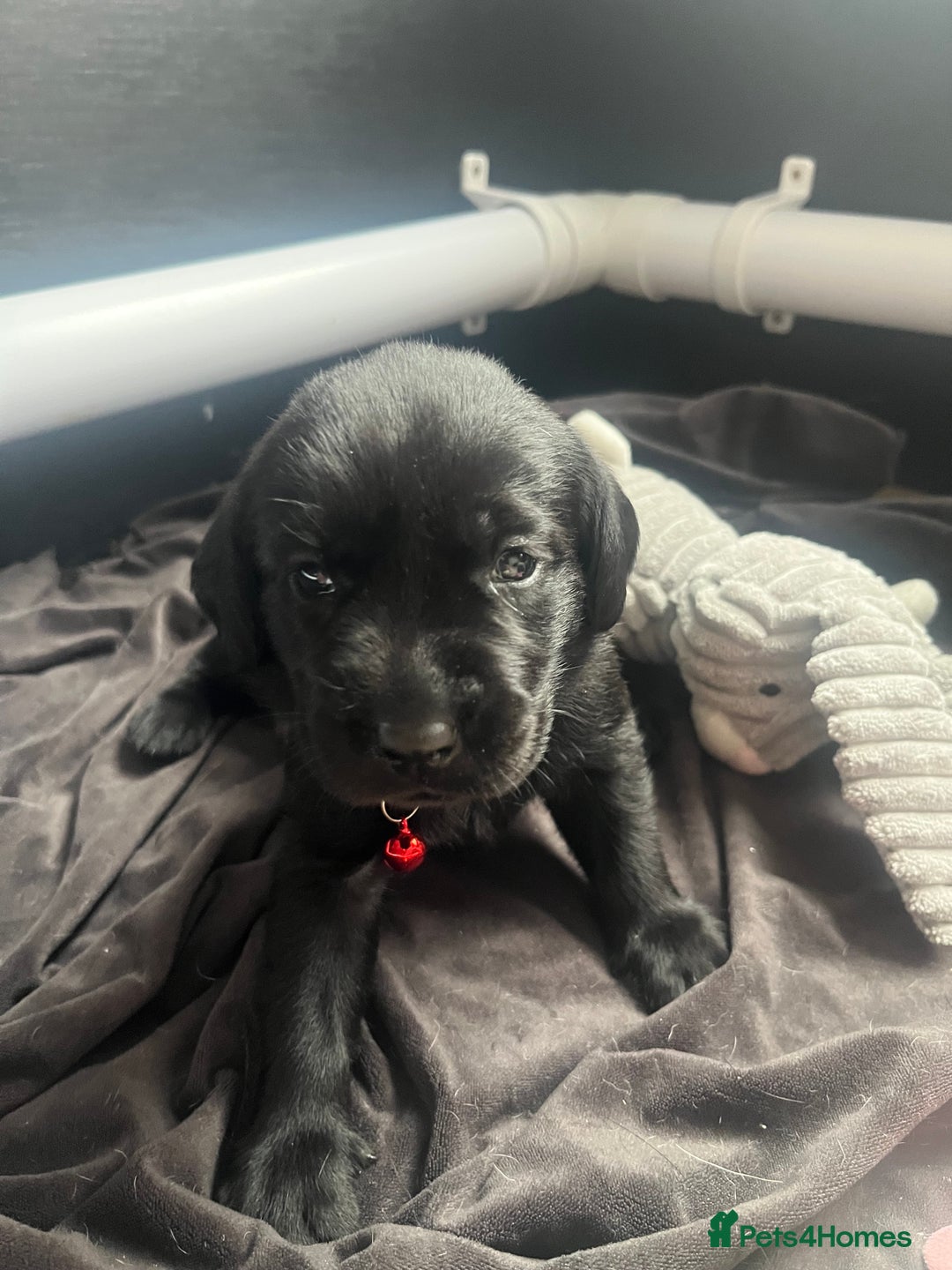 Labrador Retriever dogs for sale: Top Pedigree Labrador retriever puppies - Image 3