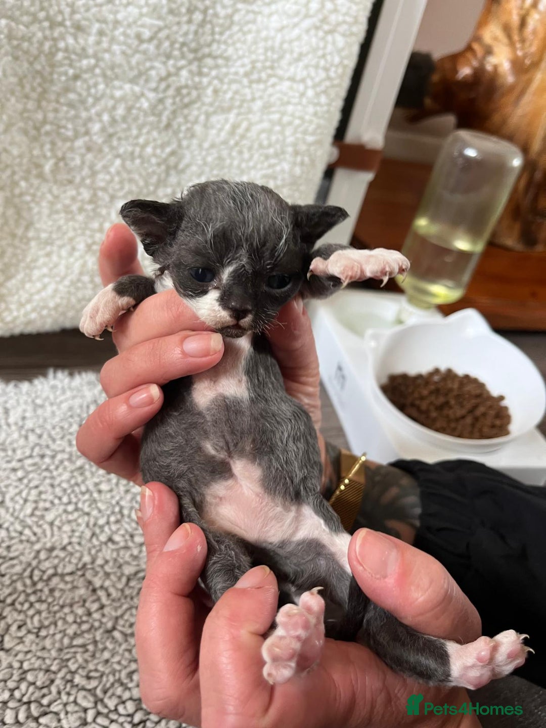 Devon Rex cats for sale: *SOLD*I am taking reservations for my next litter - Image 8
