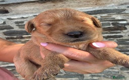 Labradoodle dogs for sale: Outstanding labradoodles from excellent pedigree  - Image 10