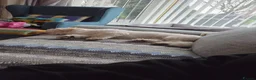 Mixed Breed dogs for sale: Bishon x shit shitzu  in Hull - Advert 5