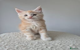 Maine Coon cats for sale: TICA - Maine Coon – 5 Boys Looking for Loving Home - Image 16