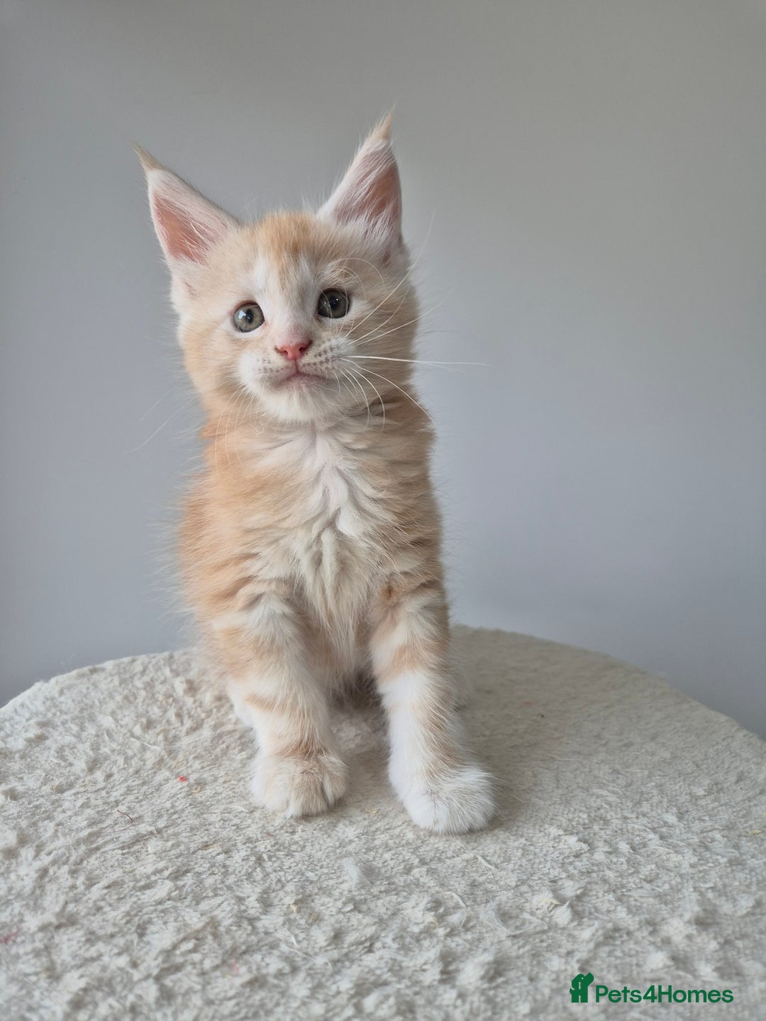 Maine Coon cats for sale: TICA - Maine Coon – 5 Boys Looking for Loving Home - Image 16