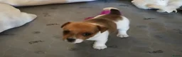 Jack Russell dogs for sale: Beautiful jack Russell puppies  in Bridgwater - Advert 3