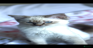 Ragdoll cats - Advert 9