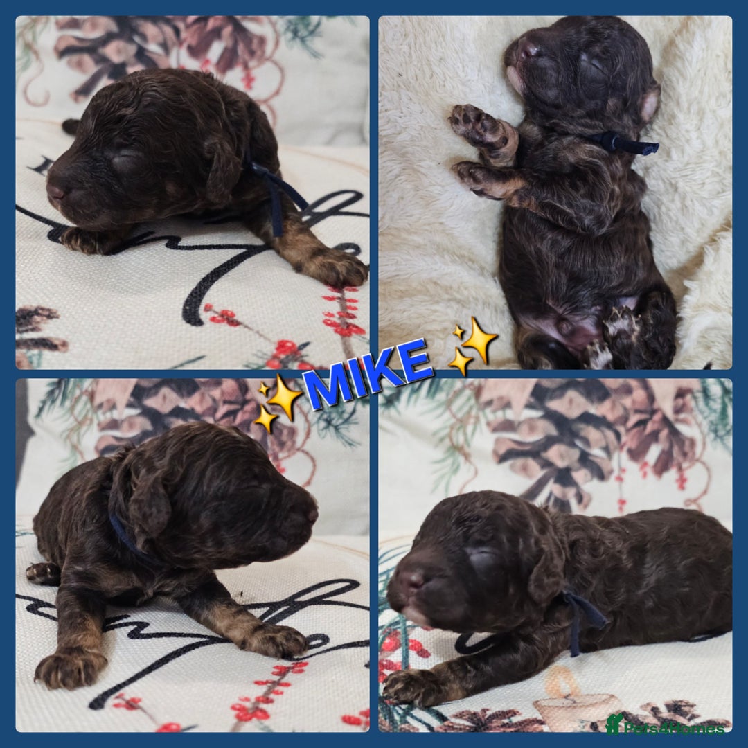 Cavapoo dogs for sale: STUNNING FULLY HEALTH TESTED F1B CAVAPOO  - Advert 38