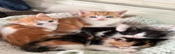 Domestic Shorthair cats for sale: 3x kittens available for loving forever home - Advert 14