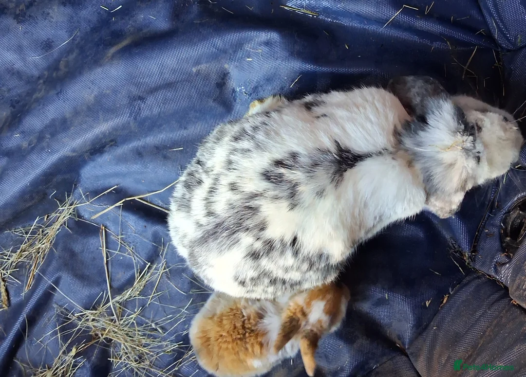 Mini Lop rabbits for sale: Baby kits (rabbits) - Advert 1