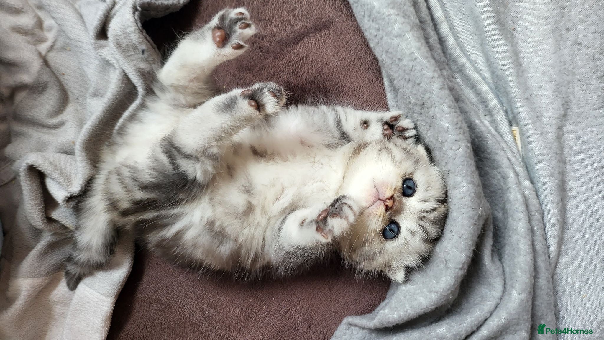 Scottish Fold cats Scottish fold  kittens  - Advert 5