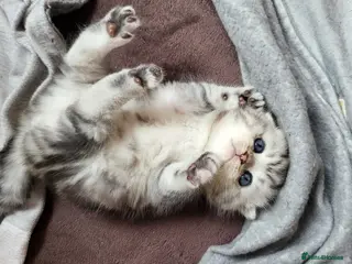 Scottish Fold cats Scottish fold kittens - Advert 5