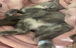 Domestic Shorthair cats for sale: 3 4 month old kittens available for pickup ASAP - Image 4