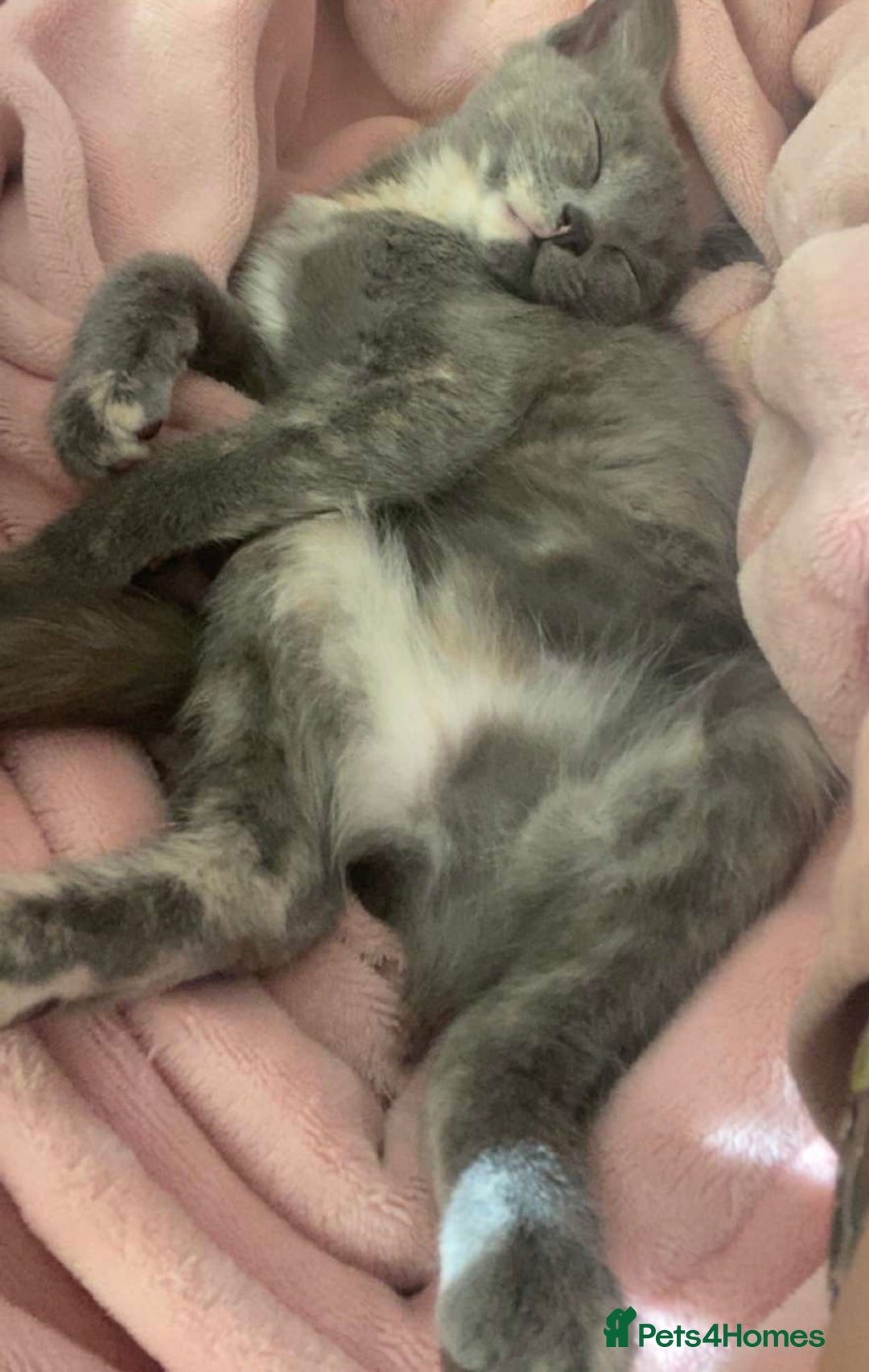 Domestic Shorthair cats for sale: 3 4 month old kittens available for pickup ASAP - Image 4