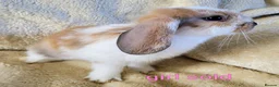 Mixed Breed rabbits for sale: French lop x mini lop - Advert 13
