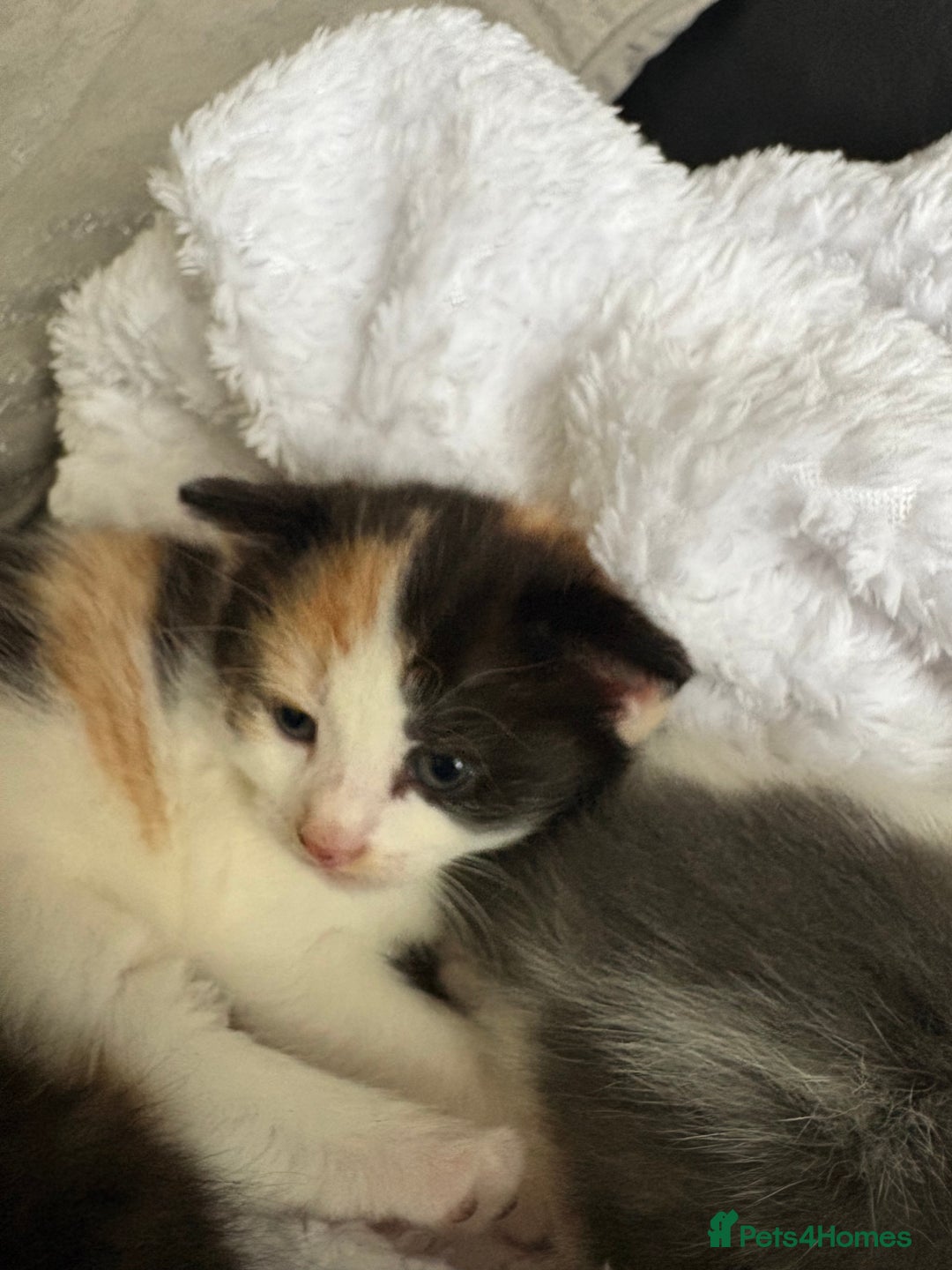 British Shorthair cats for sale: 3 adorable long haired kittens available Sept - Image 3