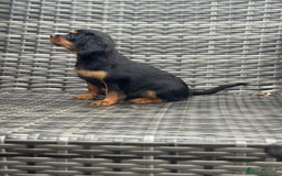 Cavapoo dogs for sale: Cavapoo rare black &tan health tested  - Image 11