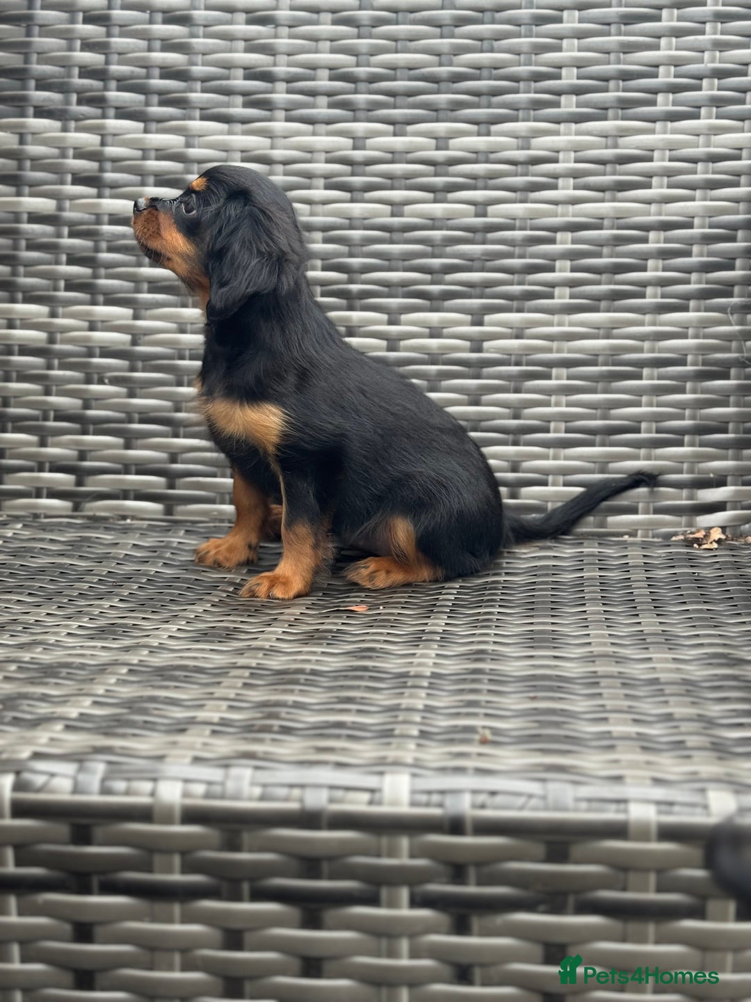 Cavapoo dogs for sale: Cavapoo rare black &tan health tested  - Image 11