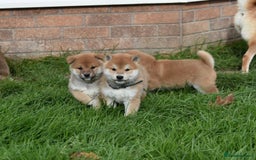 Japanese Shiba Inu dogs for sale: Health tested Japanese Shiba Inu Puppies - Image 1