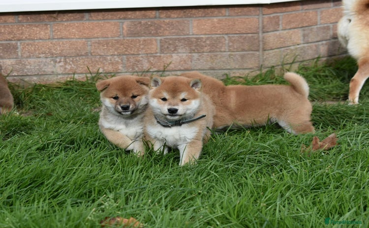 Japanese Shiba Inu dogs - Advert 1