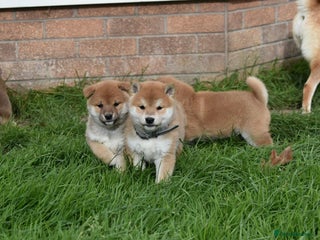 Japanese Shiba Inu dogs - Advert 5