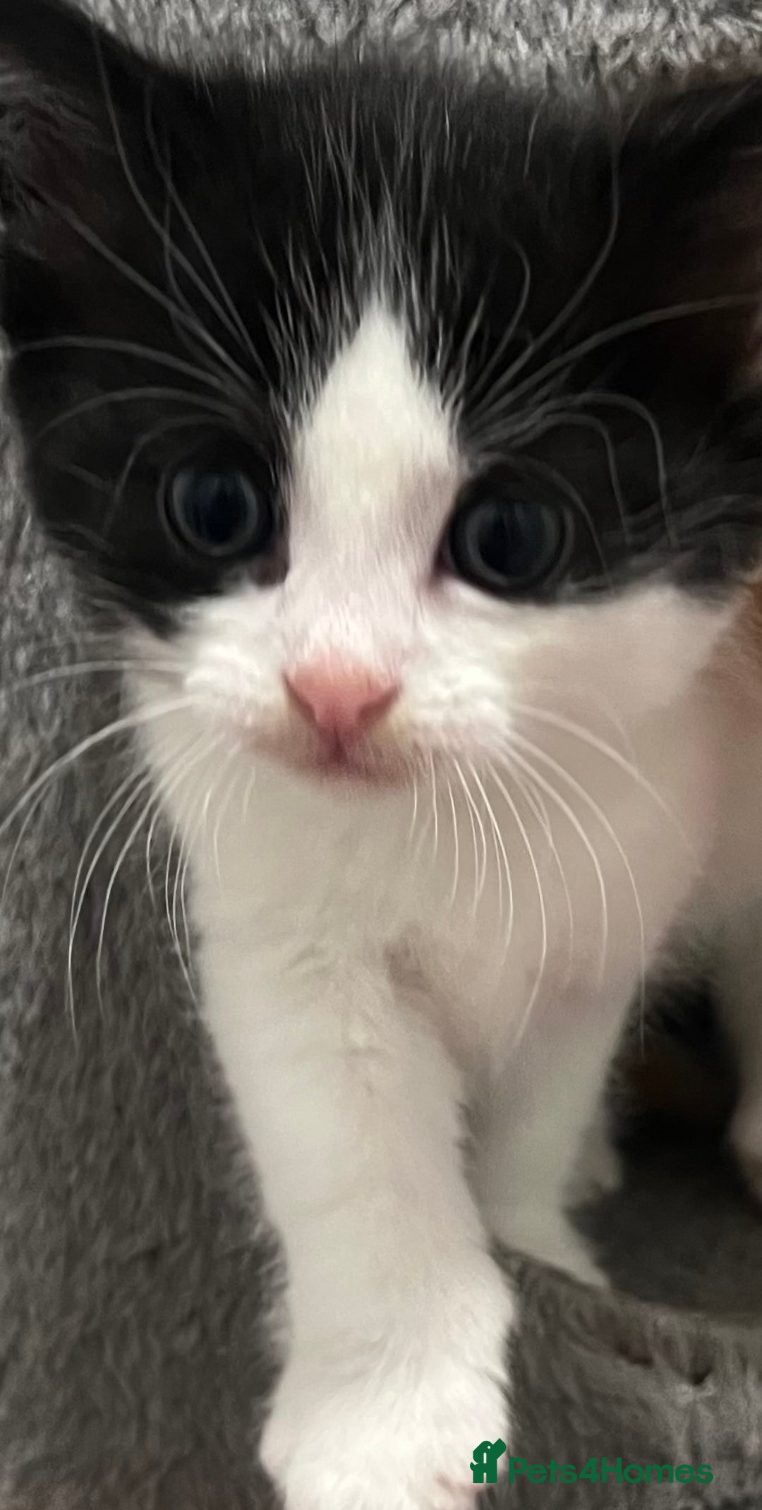 Mixed Breed cats for sale: A Surprise Litter. Dot’s first and last!  - Advert 22