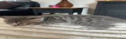 Bengal cats for sale: Bengal cross kittens in Frodsham - Advert 6