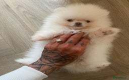 Pomeranian dogs for sale: Beautiful girl Pomeranian puppy for sale  - Image 5