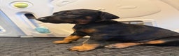 Dobermann dogs for sale: Litter of 9 beautiful Doberman puppies - Advert 16