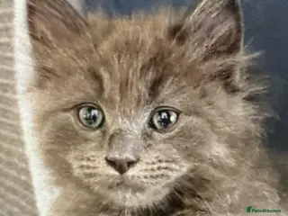 Ragdoll cats Beautiful Ragcoons Ready Now Reduced - Advert 1