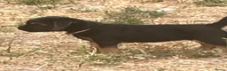 Border Terrier dogs for sale: Border Terrier  - Advert 2