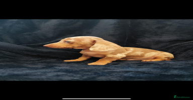 Dachshund dogs - Advert 7