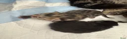Mixed Breed cats for sale: 4 gorgeous kittens X2 tabby X2 black  - Advert 7