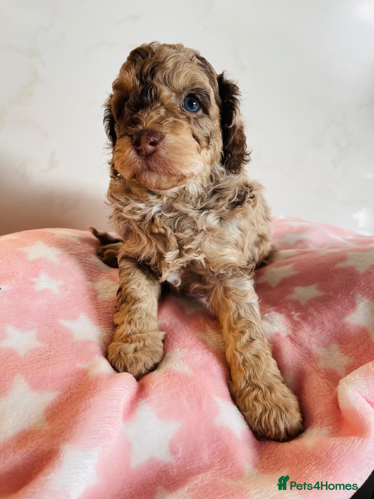 Cockapoo dogs Fully DNA tested stunning Cockapoo puppies - Advert 1