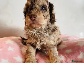 Cockapoo dogs Fully DNA tested stunning Cockapoo puppies - Advert 7