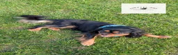 Cavalier King Charles Spaniel dogs for stud: GREEN DOPPLER, KC Cavalier STUD. Health Tested - Advert 4