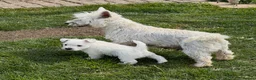 West Highland Terrier dogs for sale: Cute & Bouncy Westie Babes  - Advert 22