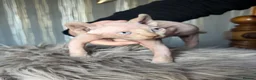 Sphynx cats for sale: **Ready Now** Last baby girl left - Advert 17