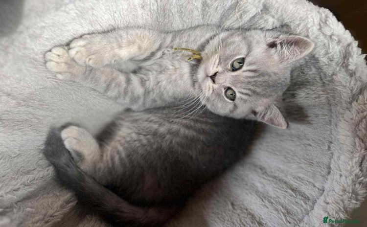 British Shorthair cats - Advert 11