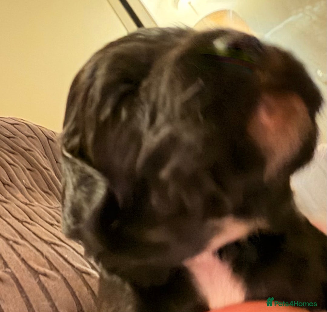 Cocker Spaniel dogs for sale: Working cocker spaniels  - Advert 5