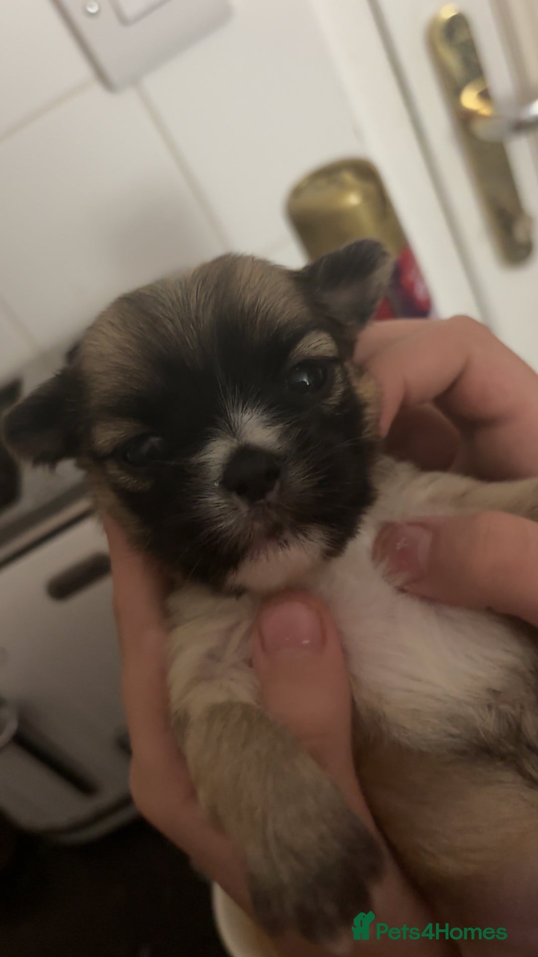 Mixed Breed dogs for sale: 3 Beautiful Chorkies girls - Advert 8