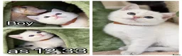 British Shorthair cats for sale: British Sh golden odd /blue eyed kittens GCCF  - Advert 6